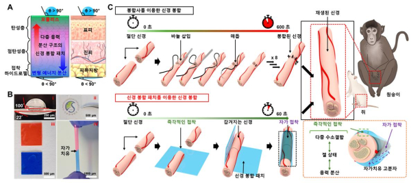 신경 봉합 패치의 개념도 및 적용과정