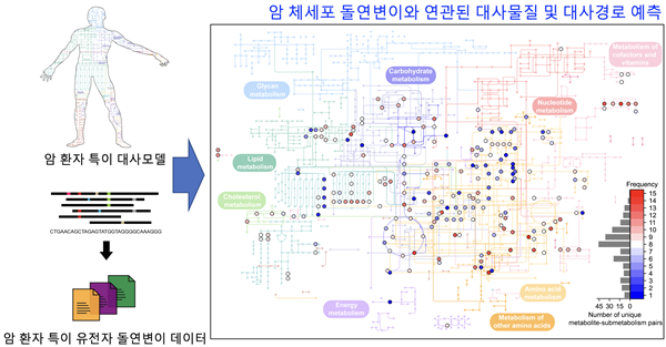 암 체세포 돌연변이와 연관된 대사물질 및 대사경로를 예측하는 컴퓨터 방법론 모식도
