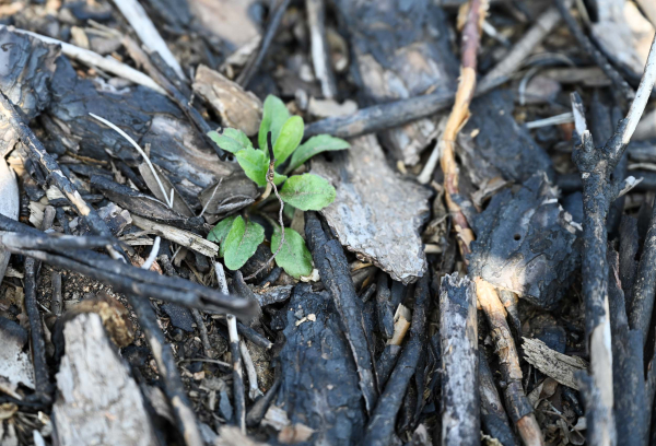 숯덩이 사이로 돋는 희망의 새싹