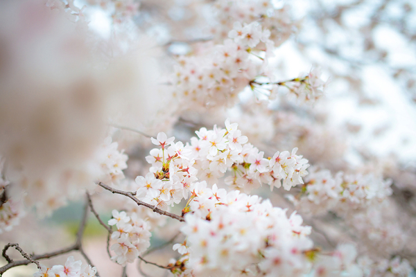 지난해 계룡산 동학사 벚꽃 사진 모습
