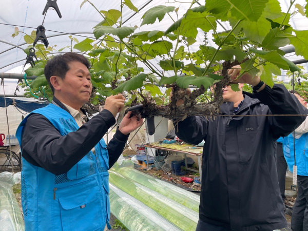 25일, 충남 옥천군 군북면 소재 포도 재배 농가 방문하여 농촌일손돕기 모습