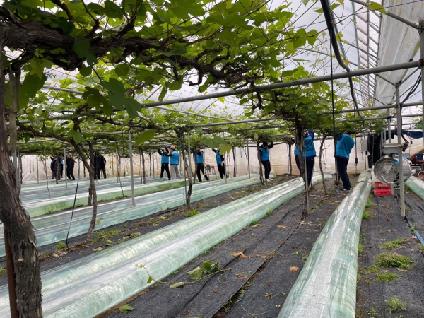 25일, 충남 옥천군 군북면 소재 포도 재배 농가 방문하여 농촌일손돕기 모습