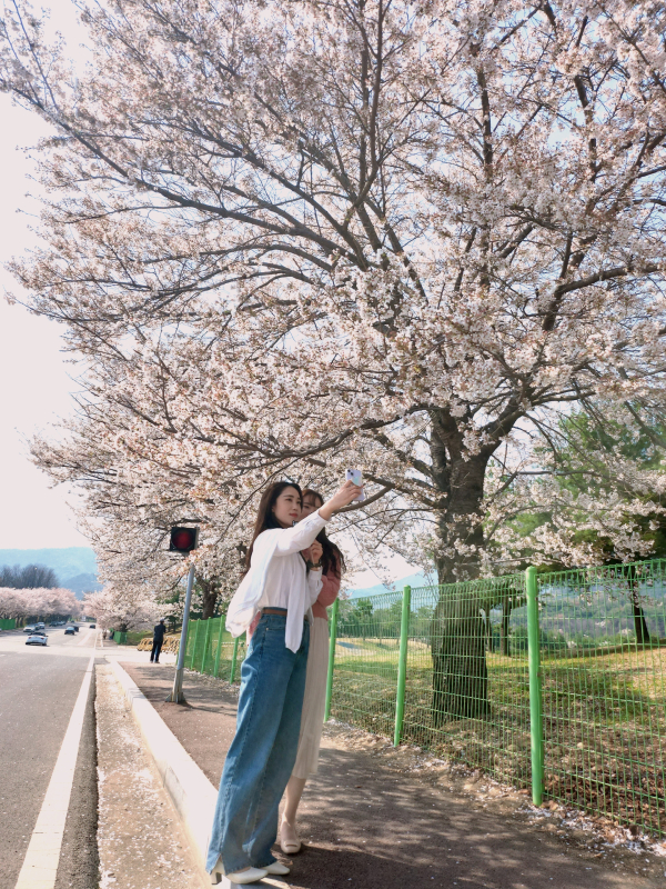 지난해 계룡시 일원 벚꽃 개화 모습