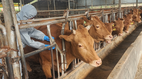 구제역 백신 접종