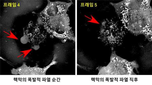 캐리옵토시스가 유발되는 실측 영상 프레임