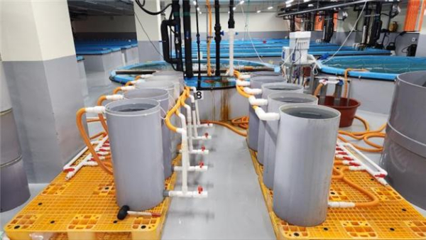 인공용승식 수조 시스템(우) 및 침강식 수조 시스템(좌) 설치 모습