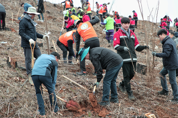 대호지면에 왕벚나무 2,000여 본 식재 모습