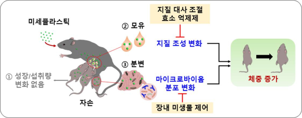 모체가 섭취한 초미세플라스틱이 자손의 체중 증가를 유도하는 과정