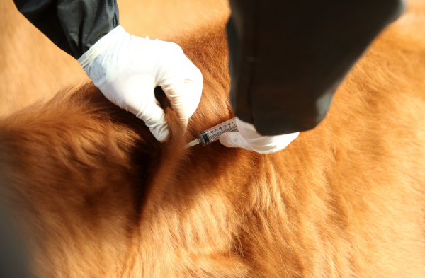 한우 농가 럼피스킨 백신 접종 모습(2023. 10. 23.).