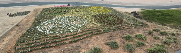 청양 백세공원 봄꽃 1만 2,000본 개화