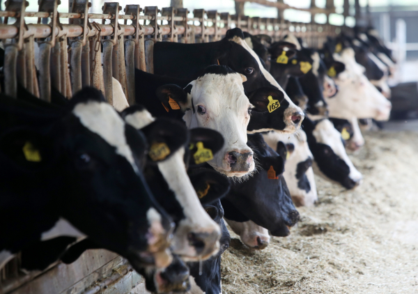 소원면의 한 축산농가 모습.