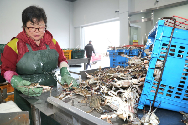 8일 신진도항 위판장 꽃게 모습.