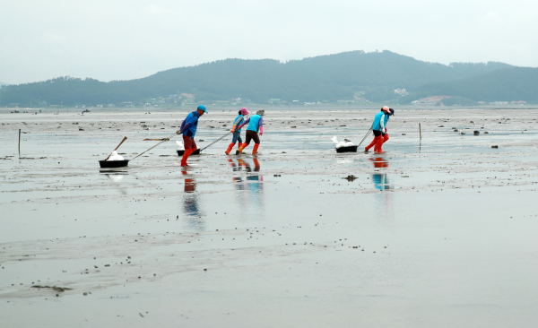 근흥면 마금리 어촌계에서 바지락 종패를 살포하는 모습(2021. 7.).