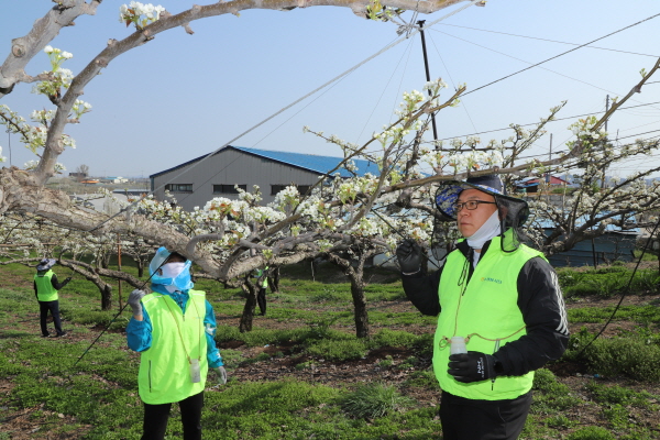 농협충남세종본부 직원들이 천안시 성환읍 배 재배농가를 찾아 화접 봉사활동을 펼치고 있다.