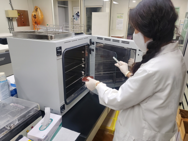 검체 채취 후 세균 배양 모습