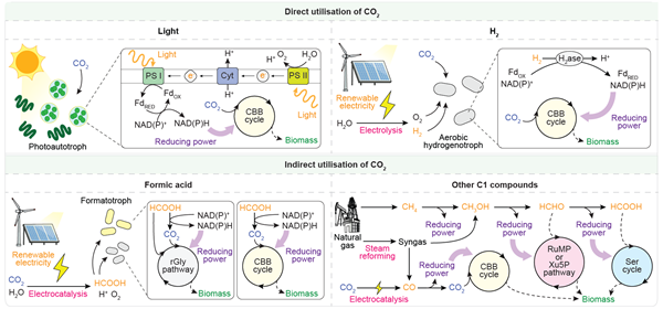그림 1. 미생물 식품 생산에 활용가능한 여러 지속가능 원료 및 이를 활용한 미생물 바이오매스 생산 전략