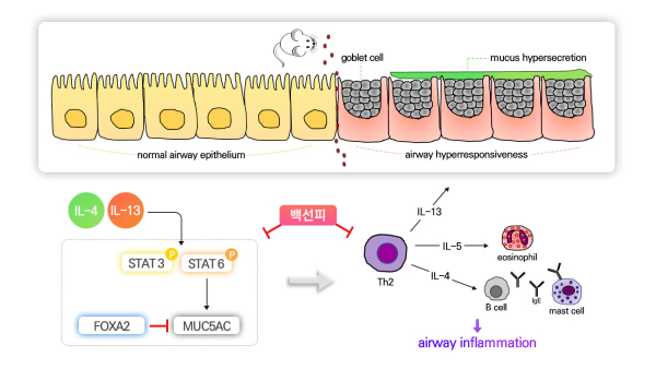 백선피의 점액 과분비 조절 확인 모식도