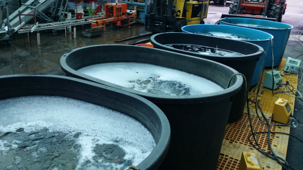 볍씨 종자 소독 모습