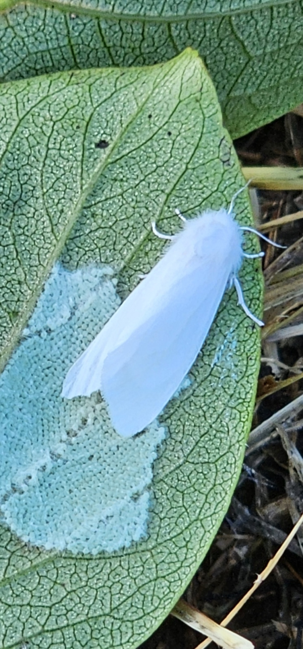 미국흰불나방 성충