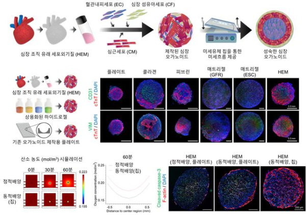 심장 미세환경 구현한 심장 오가노이드 제작 과정 및 우수성