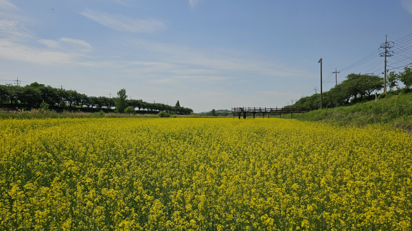 2.7㏊ 조천 들꽃정원 유채꽃 만개