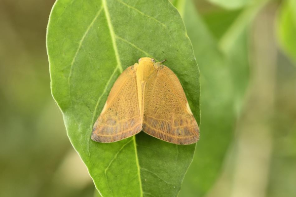 갈색날개 매미충