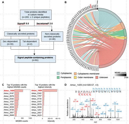 아커만시아 배양액의 정량 단백체 분석을 통한 아커만시아 분비 단백질 Amuc_1409