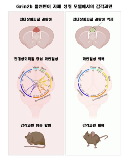 전측 대상회피질 활성 억제를 통한 감각 과민 회복