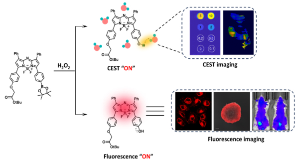 과산화수소(H2O2) 감지 다중 모드 이미징 프로브의 구조 원리 및 이미징 결과
