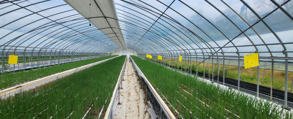 쪽파 수경재배 사진