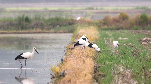 지난 21일 서산버드랜드 주변 농경지에서 포착된 어미 황새와 이를 따라다니는 새끼 황새들