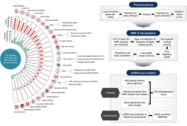 연구진에서 구축한 세계 최대 규모의 단일세포 암 전사체 데이터베이스 구성도(왼쪽) 및 구축에 사용된 파이프라인