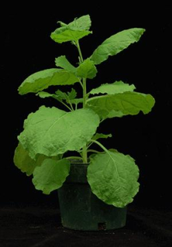 코티니아 벤타미아나