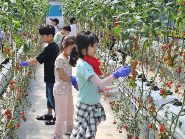 청양농업기술센터 방문한 청양초 아이들 방울토마토 수확 체험 모습