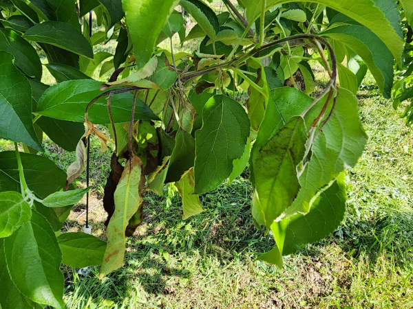 과수화상병 증상 사진