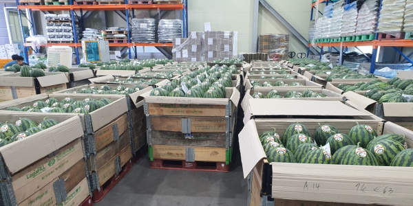 싱싱세종 봄수박 학교급식 제공