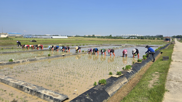 '벼잇슈'조성 위한 모내기