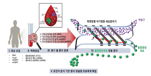 전립선암 환자로부터 혈액샘플 채취 및 마이크로플루이틱 플랫폼을 활용한 혈중암세포 분리