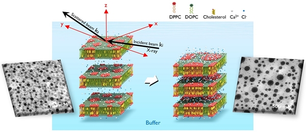 세포막 사이의 거리가 줄어듦에 따라 지질 뗏목(붉은색 영역)의 정렬과 성장이 일어나는 과정