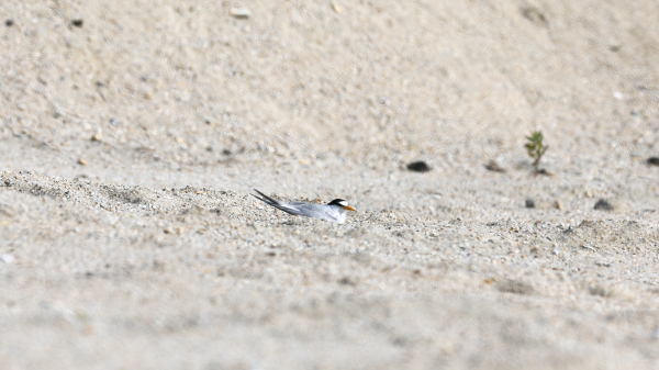 천수만 철새서식지 공사 현장에서 포란 중인 쇠제비갈매기