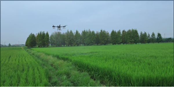 벼 병충해 드론 방제 모습