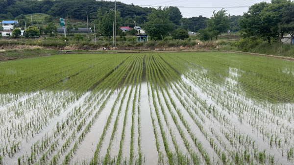 조기건답직파 논 사진
