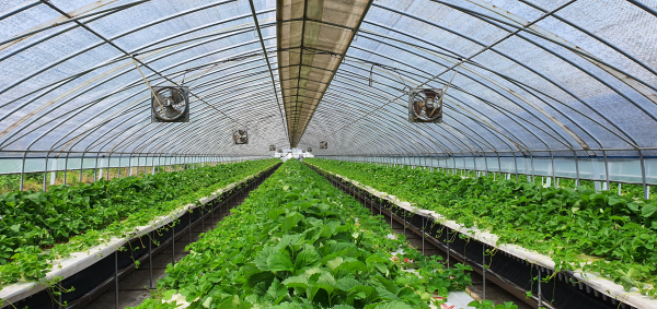 딸기 여름철 육묘 관리