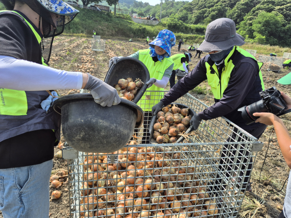 LX 대전세종충남본부·농협 충남세종본부, 논산 양파농가서 일손돕기 봉사 모습