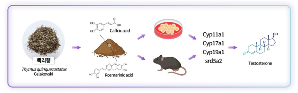 백리향의 남성호르몬 생성 조절 확인