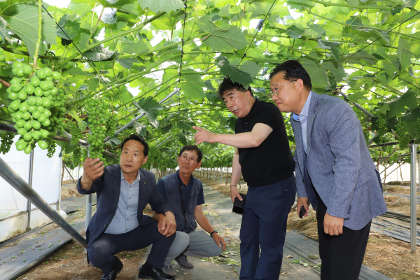 백남성 농협충남세종본부장과 송연광 농협서산시지부장, 이남호 운산농협 조합장이 서산시 운산면 포도재배 농가를 살펴보고 있다.