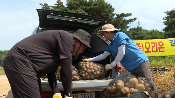오리온 생감자칩 원료용 감자 생산 모습