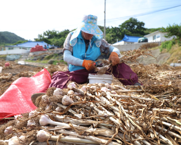 지난 21일 가의도에서 진행된 6쪽마늘 선별 모습.