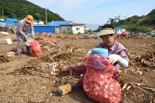 지난 21일 가의도에서 진행된 6쪽마늘 선별 모습.