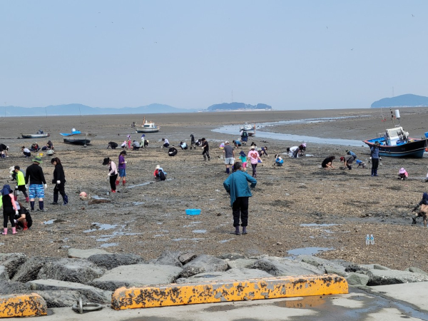 ‘여름 바다 느끼기’를 테마로 ‘7월 가볼 만한 곳’에 선정된 중리어촌체험마을에서 바지락 캐기를 즐기는 관광객 모습
